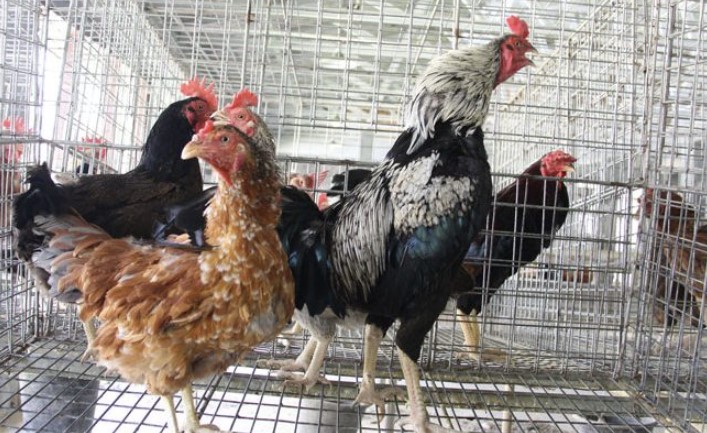 Panduan Umum Cara Ternak Ayam Kampung